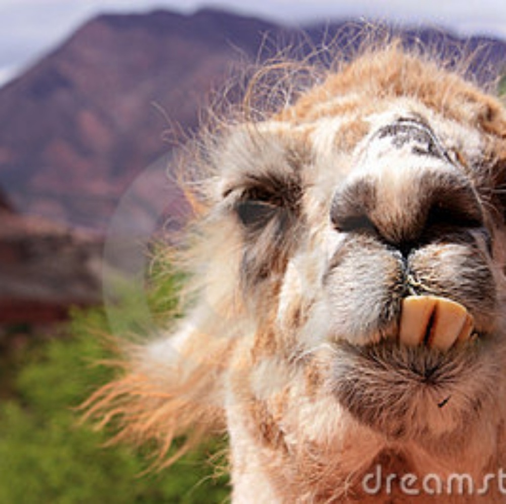 Meet your Posher, Dora